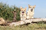 CORGI PEMBROKE 163